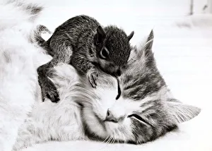 Susie the cat with her newly adopted orphaned baby squirrel at her home in Allenton Susie the cat with her newly adopted orphaned baby squirrel at her home in Allenton