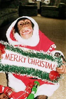 Suzie the Chimp dressed up as Santa Claus Father Christmas Monkey Chimpanzee Suzie the Chimp dressed up as Santa Claus Father Christmas Monkey Chimpanzee
