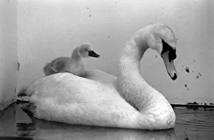 This swan and its cygnets were found on a Motorway. The mother of the cygnet had beed This swan and its cygnets were found on a Motorway. The mother of the cygnet had beed