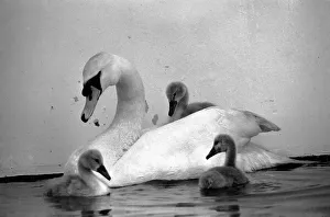 This swan and its cygnets were found on a Motorway. The mother of the cygnet had beed This swan and its cygnets were found on a Motorway. The mother of the cygnet had beed