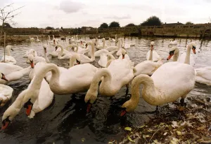 Swans gather for feeding at the Swan Sanctuary at Egham October 1992 P044301 Swans gather for feeding at the Swan Sanctuary at Egham October 1992 P044301