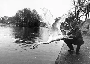 Most of the swans on the River Thames belong to the Queen Most of the swans on the River Thames belong to the Queen