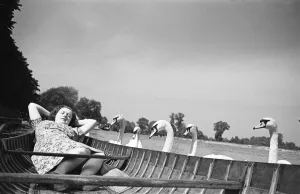 Swans on the River Thames circa August 1946. 25th August 1946 Swans on the River Thames circa August 1946. 25th August 1946