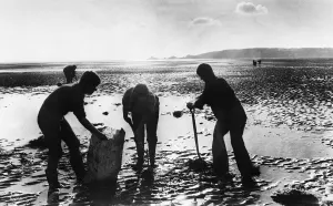 Swansea Bay. Naturalists dig up spartina grass which is threatening to reinvest Swansea Bay. Naturalists dig up spartina grass which is threatening to reinvest