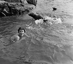 Images Dated 22nd June 2016: Swim Pals. Dive in, said the sea lions. Thanks, I will, said Carol Fisher, age 17