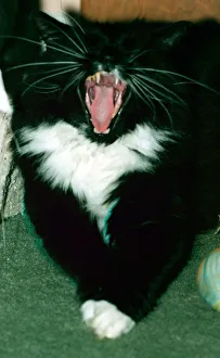 Sylvester the troublesome cat featured January 1999 in the television programme Sylvester the troublesome cat featured January 1999 in the television programme