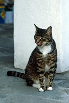 A Tabby Cat sitting on the floor yawning October 1979 A Tabby Cat sitting on the floor yawning October 1979