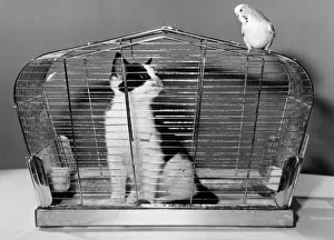 The tables are turned as kitten is caught in the birds cage. December 1982 P011716 The tables are turned as kitten is caught in the birds cage. December 1982 P011716