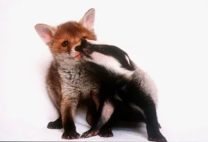 A tale of two cubs - she's always badgering that fox for a kiss A tale of two cubs - she's always badgering that fox for a kiss