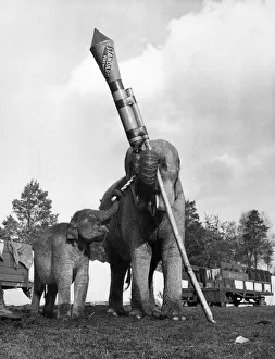 Tamu, a twelve months old female baby elephant at the circus attempts to light the rocket Tamu, a twelve months old female baby elephant at the circus attempts to light the rocket