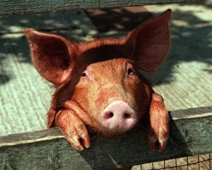 Tamworth pig at Aldenham Country Park July 1996 Tamworth pig at Aldenham Country Park July 1996