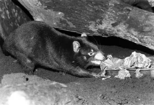 Tasmanian Devil at London Zoo January 1980 Tasmanian Devil at London Zoo January 1980