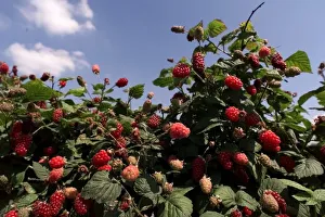 Tayberries at Essington Fruit Farm near Wolverhampton. 1990's Tayberries at Essington Fruit Farm near Wolverhampton. 1990's