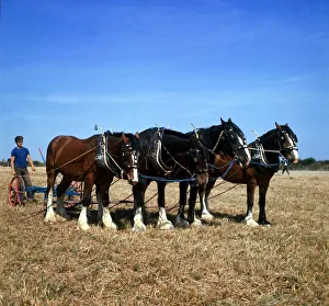 A team of four shire horses at work ploughing the fields in Cornwall April 1973 A team of four shire horses at work ploughing the fields in Cornwall April 1973