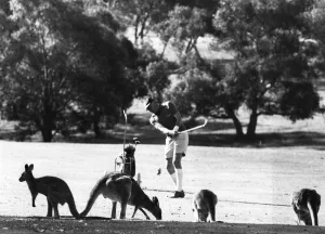 Tee my Kangaroo up. Sport! Elsewhere in Australia, Kangaroos are hunted as vermin by Tee my Kangaroo up. Sport! Elsewhere in Australia, Kangaroos are hunted as vermin by
