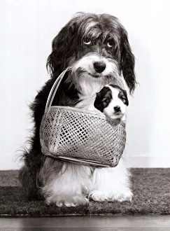 Television star Pippin the dog carries one of her new born pups in a basket Television star Pippin the dog carries one of her new born pups in a basket