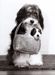 Television star Pippin the dog carries one of her new born pups in a basket Television star Pippin the dog carries one of her new born pups in a basket