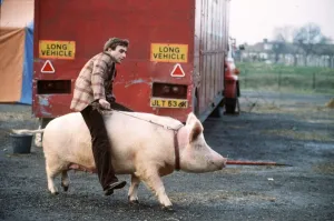 Thorsten Kohrmann sitting on his performing Pig Anna Thorsten Kohrmann sitting on his performing Pig Anna