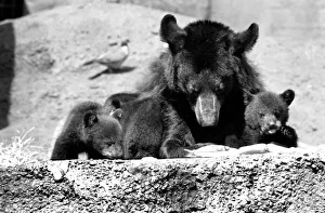 The three-some, three Black bears called Daphne, Chloe and Montmorency played games with The three-some, three Black bears called Daphne, Chloe and Montmorency played games with