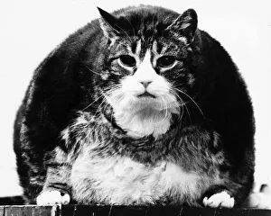 Tiddles the cat At 12 years old - three feet long, one foot wide and weighing 30lb Tiddles the cat At 12 years old - three feet long, one foot wide and weighing 30lb