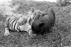 Tiger cub and Vietnamese pig at Zoo. 77-04303-001 Tiger cub and Vietnamese pig at Zoo. 77-04303-001