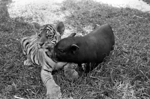 Tiger cub and Vietnamese pig at Zoo. 77-04303-002 Tiger cub and Vietnamese pig at Zoo. 77-04303-002