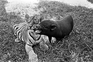 Tiger cub and Vietnamese pig at Zoo. 77-04303-003 Tiger cub and Vietnamese pig at Zoo. 77-04303-003