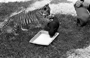 Tiger cub and Vietnamese pig at Zoo. 77-04303-004 Tiger cub and Vietnamese pig at Zoo. 77-04303-004