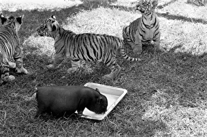 Tiger cub and Vietnamese pig at Zoo. 77-04303-005 Tiger cub and Vietnamese pig at Zoo. 77-04303-005