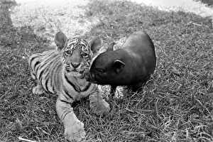 Tiger cub and Vietnamese pig at Zoo. 77-04303-006 Tiger cub and Vietnamese pig at Zoo. 77-04303-006