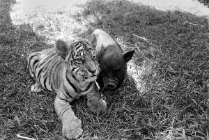 Tiger cub and Vietnamese pig at Zoo. 77-04303-007 Tiger cub and Vietnamese pig at Zoo. 77-04303-007