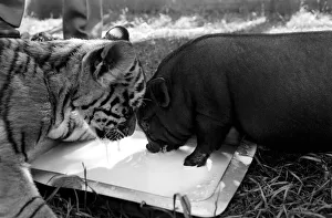 Tiger cub and Vietnamese pig at Zoo. 77-04303-008 Tiger cub and Vietnamese pig at Zoo. 77-04303-008