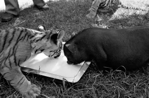 Tiger cub and Vietnamese pig at Zoo. 77-04303-009 Tiger cub and Vietnamese pig at Zoo. 77-04303-009