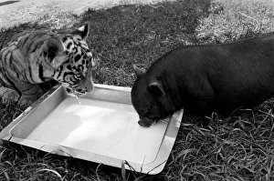 Tiger cub and Vietnamese pig at Zoo. 77-04303-010 Tiger cub and Vietnamese pig at Zoo. 77-04303-010