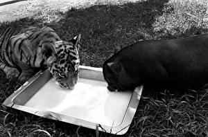 Tiger cub and Vietnamese pig at Zoo. 77-04303-011 Tiger cub and Vietnamese pig at Zoo. 77-04303-011