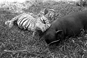 Tiger cub and Vietnamese pig at Zoo. 77-04303 Tiger cub and Vietnamese pig at Zoo. 77-04303