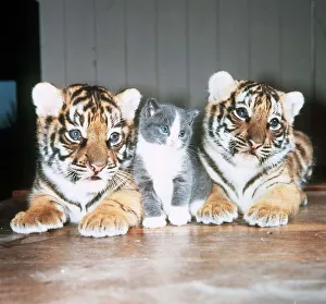 Tiger Cubs and a Kitten - May 1985 owned by Raymond Graham Jones of Southam Tiger Tiger Cubs and a Kitten - May 1985 owned by Raymond Graham Jones of Southam Tiger