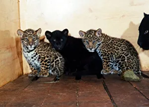 Tiger and Jaguar Cubs born at Marwell Zoo, Hampshire January 1989 Tiger and Jaguar Cubs born at Marwell Zoo, Hampshire January 1989