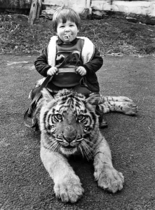 Tiger Tot; The bigger they are the harder they fall for little Alex Lacey Tiger Tot; The bigger they are the harder they fall for little Alex Lacey