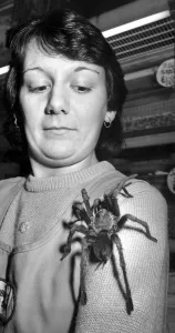 Tina Edwards watches a Haitian tarantula approach her face. 12th January 1988 Tina Edwards watches a Haitian tarantula approach her face. 12th January 1988