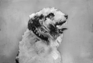 Tinker the dog. Story is : Mr Edgar F Lyne and family Tinker the dog. Story is : Mr Edgar F Lyne and family