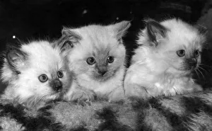 The three tiny kittens whose birth has made history in the cat world The three tiny kittens whose birth has made history in the cat world