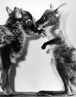 Toby the wallaby has found a meek opponent in his pal Cloe the lamb at Whipsnade Zoo Toby the wallaby has found a meek opponent in his pal Cloe the lamb at Whipsnade Zoo