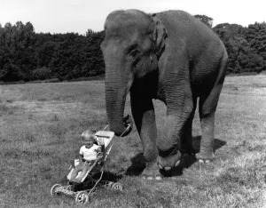 Toddler Danny Raven sitting in his pushchair with Rani the Elephant Toddler Danny Raven sitting in his pushchair with Rani the Elephant