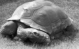 A Tortoise at Twycross Zoo, Warwickshire. 14th June 1984 A Tortoise at Twycross Zoo, Warwickshire. 14th June 1984