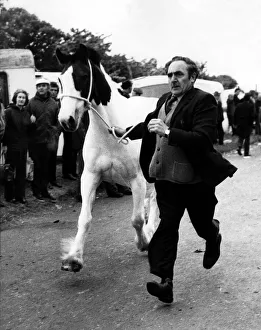 This trader shows off his horse to potential buyers at the Applby Horse Fair in This trader shows off his horse to potential buyers at the Applby Horse Fair in