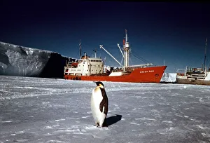 The Trans-Antarctic Expedition 1956-1958 Penguin on the ice in front of the Magga The Trans-Antarctic Expedition 1956-1958 Penguin on the ice in front of the Magga