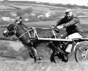 Trigger and Bill show the style that has won them over thirty trophies during a donkey Trigger and Bill show the style that has won them over thirty trophies during a donkey