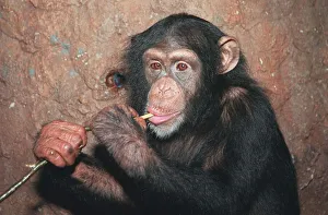 Trudy the Chimp who was rescued after being beaten by Mary Chipperfield Enjoying Trudy the Chimp who was rescued after being beaten by Mary Chipperfield Enjoying