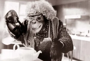 The TV chimps are famous all over the world for their brilliantly funny advertisments for The TV chimps are famous all over the world for their brilliantly funny advertisments for